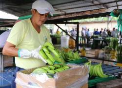 El Gobierno de Ecuador anunció este viernes que subvencionará a más de 4.000 pequeños productores de banano.