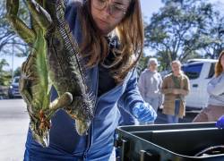 Empleados de la Comisión de Conservación de Pesca y Vida Silvestre de Florida reciben iguanas congeladas que los vecinos han rescatado de áreas cercanas en Sunrise, Florida, EE. UU.