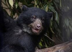 Fotografía de Sisa, una osezna andina de aproximadamente un año que halló un refugio en el Zoológico de Quito.