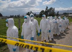 ¿Cuál es la situación de la influenza aviar en Ecuador? Así habría ingresado el virus al país
