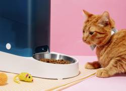 Nutrición en mascotas: cómo una dieta adecuada ayuda en la recuperación de perros y gatos