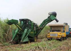 En Ecuador existen aproximadamente 110.000 hectáreas dedicadas al cultivo de caña de azúcar.