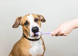Remedios caseros para la halitosis canina