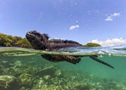 No vivimos de la pesca, sino del turismo, a nosotros nos valen más las especies vivas nadando libremente en el agua que en un plato de comida servido en una mesa, añade Anthony Gavilanes, instructor de buceo de 30 años.