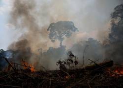 Un estudio de la revista científica Nature reveló que algunas zonas de la Amazonia atraviesan un ciclo negativo