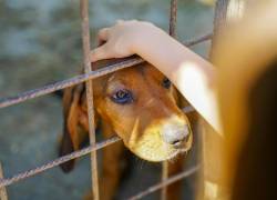 Fotografía referencial de un perro en un refugio esperando por su adopción.