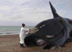 Treinta ejemplares de ballenas -26 adultas y 4 juveniles- fueron encontradas muertas en el área del Golfo Nuevo de Península Valdés entre el 24 de septiembre y el martes pasado.