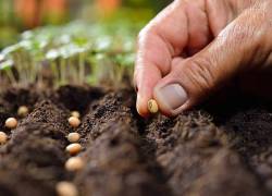 Para preservar la seguridad alimentaria del país, los actores del agro interrumpen sus actividades para sembrar otro tipo de leguminosas. Con esto se incrementa la fertilidad de los suelos para las futuras generaciones.