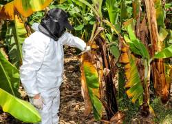 Según la Organización de las Naciones Unidas para la Alimentación y la Agricultura (FAO), tanto el Moko como Fusarium podrían comprometer hasta el 80% de la producción mundial, si no se implementan estrategias de manejo efectivas.