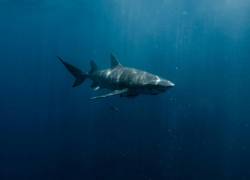 Fotografía referencial de un tiburón.