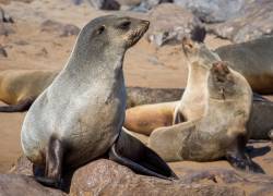 Galápagos: ataque a lobos marinos en la Isla San Cristóbal