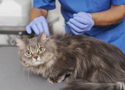 Vacunar a tu gato puede salvarle la vida: estas son las vacunas esenciales y cuándo aplicarlas