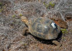 La isla Floreana vuelve a tener, luego de 180 años, descendientes de su especie autóctona de tortuga gigante.