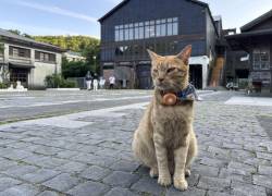 HOUTONG, un pueblo taiwanés habitado por alrededor de 200 gatos callejeros, que comparten espacio con restaurantes, cafeterías, tiendas y monumentos dedicados a estos felinos.