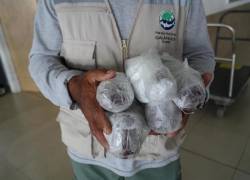 Intentaron trasladar langostas en veda desde Galápagos: autoridades activan controles reforzados