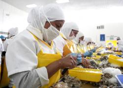 El 19 por ciento de las exportaciones de camarón del país en el 2020 se destinaron a la Unión Europea.