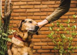 Así puedes reportar el maltrato animal en Guayaquil y Quito