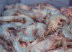La exportación del camarón pomada genera anualmente más de 50 millones de dólares para la economía nacional.