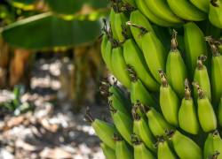 Imagen referencial de bananas a punto de ser cosechadas.