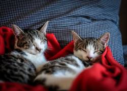 Fotografía de referencia de gatos descansando en su nuevo hogar.