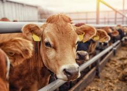 152.000 toneladas de carne bovina se producen anualmente en Ecuador, según el MAG.