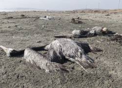 Pelícanos sospechosos de haber muerto por influenza aviar H5N1 son vistos en una playa de Lima, el 24 de noviembre de 2022.