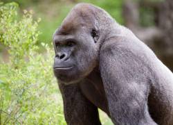 Los equipos veterinarios del zoológico están recogiendo muestras de los 20 gorilas de la institución.