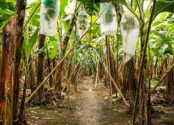 Las plantaciones de banano necesitan insumos para mejorar su productividad.