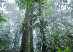 Toma que muestra parte del bosque en la provincia costera de Esmeraldas, fronteriza con Colombia.