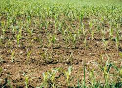 Separar y recolectar la orina requiere cambiar los sanitarios, la red de recolección y superar ciertas ideas preconcebidas.