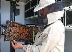 Un cuidador de abejas del proyecto Beehome, realizado en Israel, el cual trabaja con inteligencia artificial para asegurar la vida de estas polinizadoras.