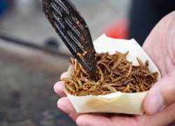 Consumir gusanos es seguro para las personas, dice agencia alimentaria