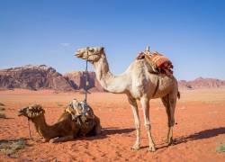 El MERS-CoV ha sido identificado principalmente en camellos.