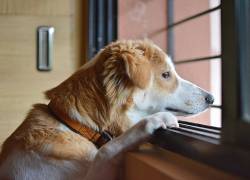 ¿Cómo evitar depresión en tus mascotas al dejarlos solos en casa, tras el retorno a la normalidad?