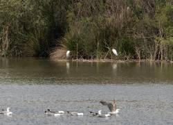 Zona húmeda española de estancia y paso de aves con 250 especies avistadas que aumenta su superficie y plantea itinerarios para dar a conocer este espacio de biodiversidad que alberga a su vez una exposición de esculturas de reconocidos artistas.