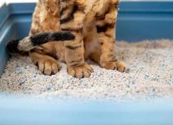 Un gato dentro de su arenero.