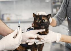 Virus felino en alerta: ¿qué es la panleucopenia y cómo se propaga?