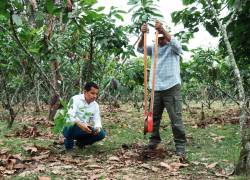 La siembra de árboles maderables y frutales en las plantaciones de cacao ayuda a la conservación de los suelos y mejora la infiltración del agua. Eso se aplica en las fincas de Plan Cacao de Nestlé.