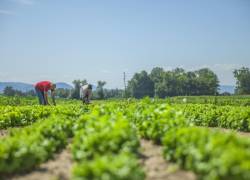 150 ecuatorianos podrán acceder a empleos agrícolas en Estados Unidos mediante el programa de migración circular