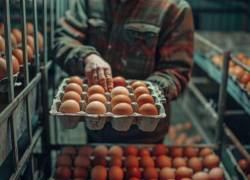 Los huevos de mesa de Ecuador se exportan a los mercados de Cuba y Colombia. (foto referencial)