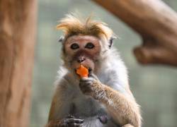 OMS da nuevos nombres a las variantes de la viruela del mono, para evitar estigmas