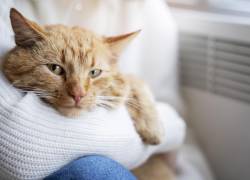 Cómo saber si tu gato siente dolor: señales que no puedes ignorar