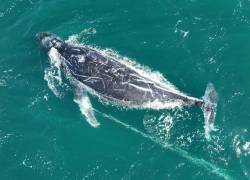 Fotografía cedida por la Organización para el Rescate e Investigación de Cetáceos en Australia (ORRCA), que muestra a una ballena jorobada en el mar, en Sídney (Australia).