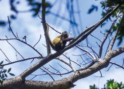 Los monos aulladores son los habitantes más ruidosos y tiernos del bosque seco que circunda Abras de Mantequilla.