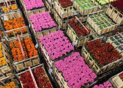 El acuerdo se enmarca para el Día de la Madre, fecha clave para la industria de flores, en la ruta Bogotá-Miami.