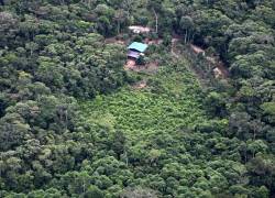Vista aérea de plantación de Coca en Colombia.
