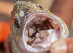 Plástico dentro de un pez muerto arrastrado a tierra en una playa cerca de Wellawatta, Sri Lanka.