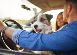 ¿Pueden multarte por llevar a tu mascota suelta en el auto? Esto dice la ley en Ecuador