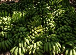 Microvistazo | Ecuador y Emiratos Árabes Unidos cierran la negociación de un acuerdo de comercio