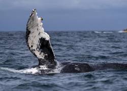 En Esmeraldas se pueden avistar ballenas jorobadas. Eso atrae a turistas y científicos.